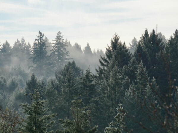 ecology forest