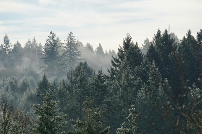 ecología forestal