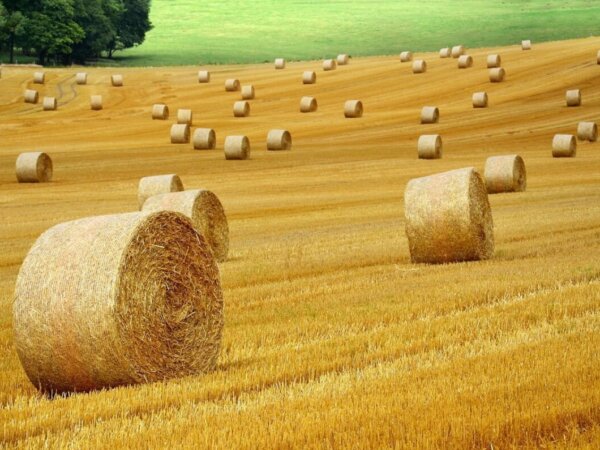farming