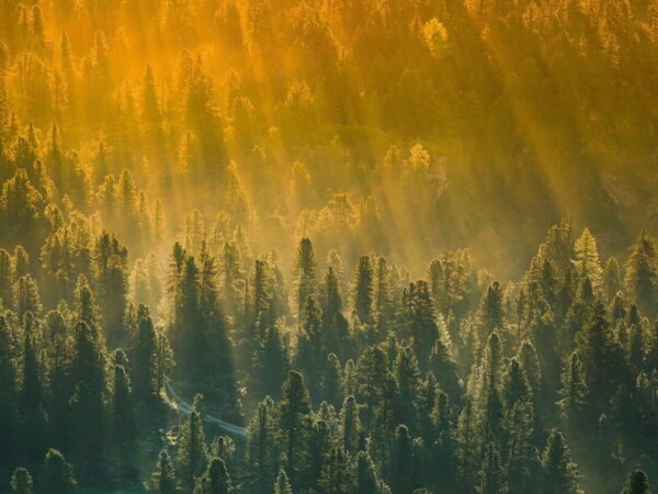 forest