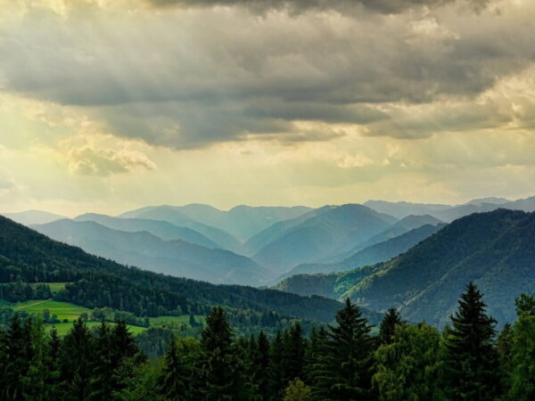 forest