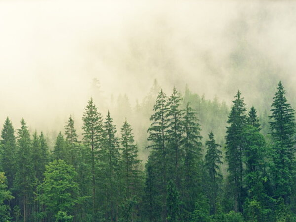 forest