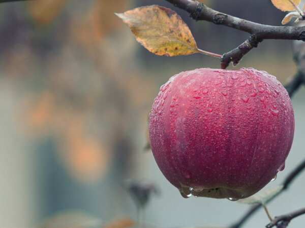 fruits apple