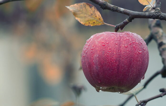 fruits apple