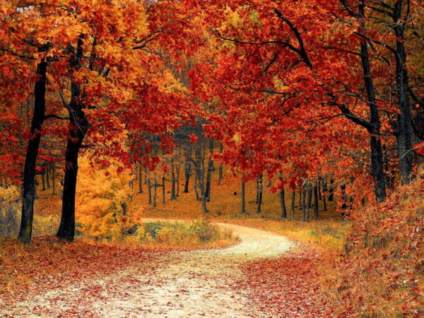 nature