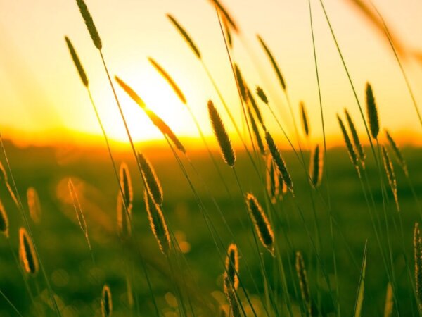 summer