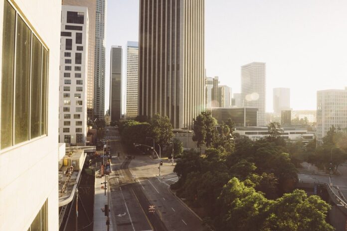 trees in city