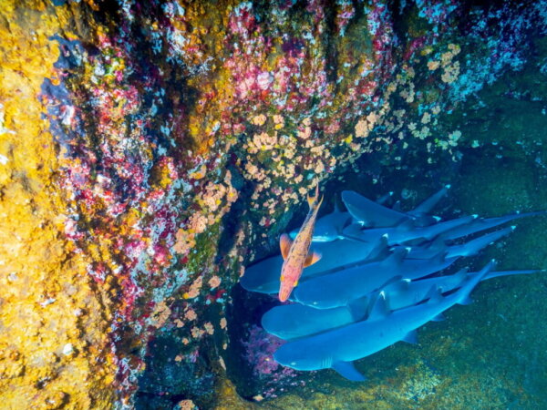 Artificial Reefs