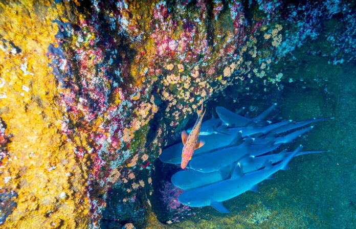 Artificial Reefs