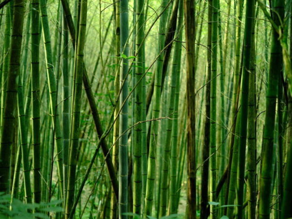 bamboo