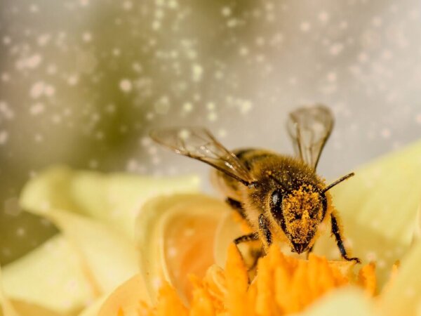 abeja