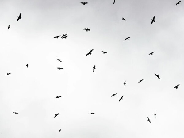 birds