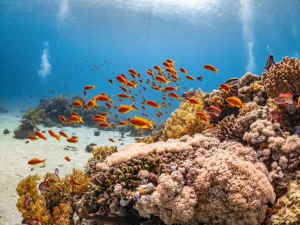 Coral Reefs