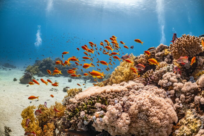 Coral Reefs