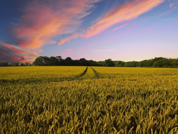 country