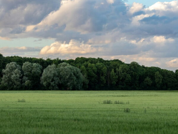 ecology