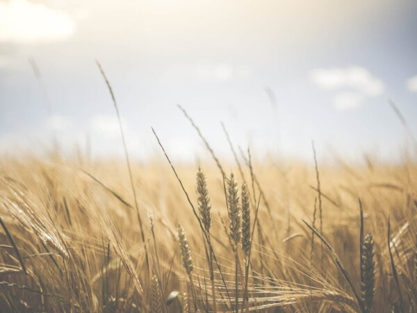 farming