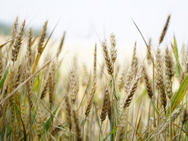 farming