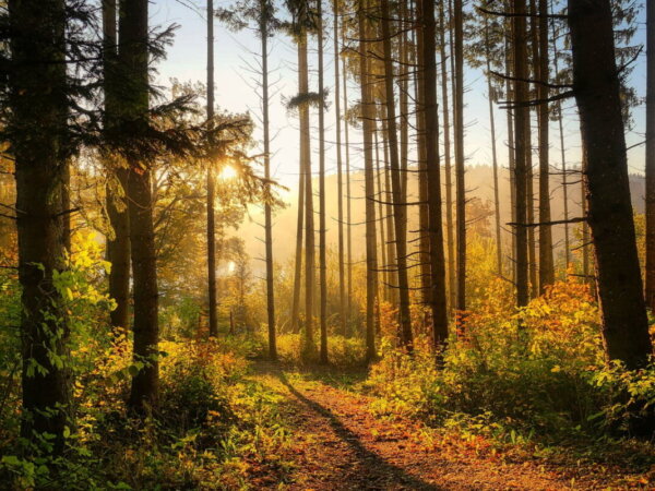 Wald