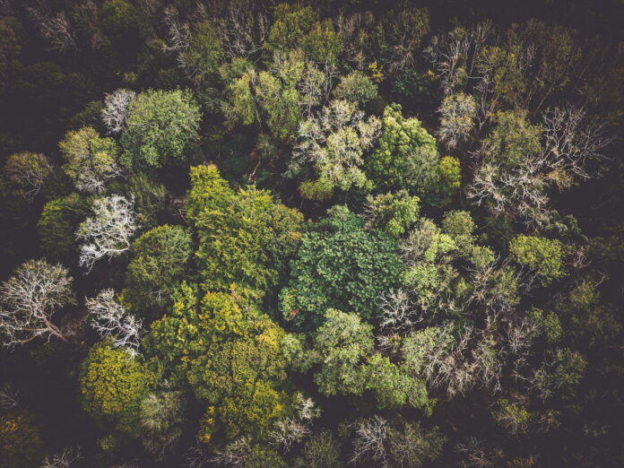 ecología forestal