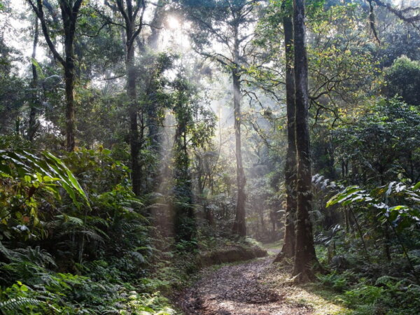 selva tropical