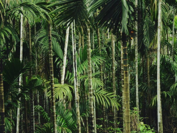 tropical forest