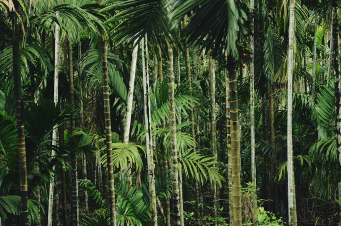 tropical forest