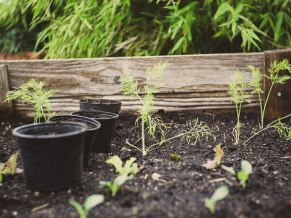 urban farming