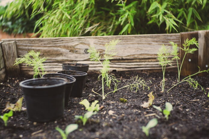 urban farming