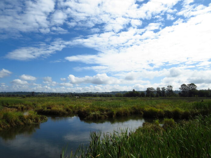 Wetlands