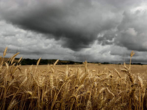 Agroforstwirtschaft