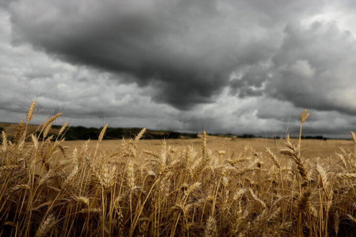 Agroforestería