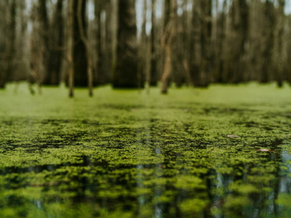 algae