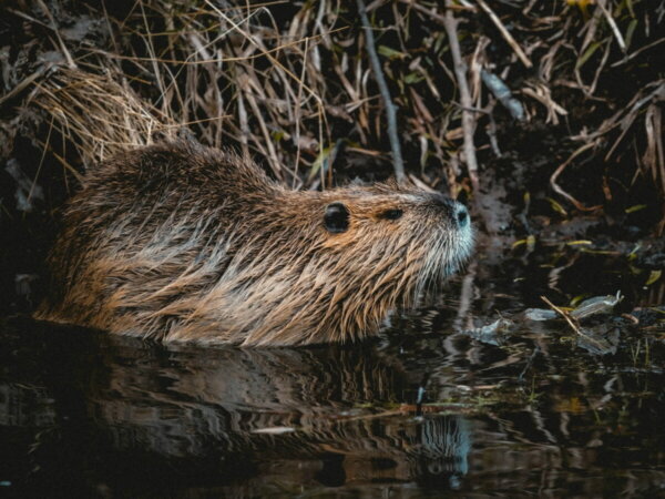 Beavers