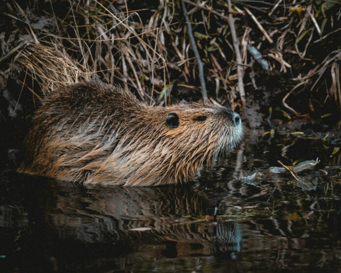 Beavers