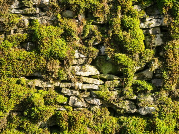 muro de musgo