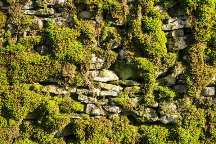 moss wall