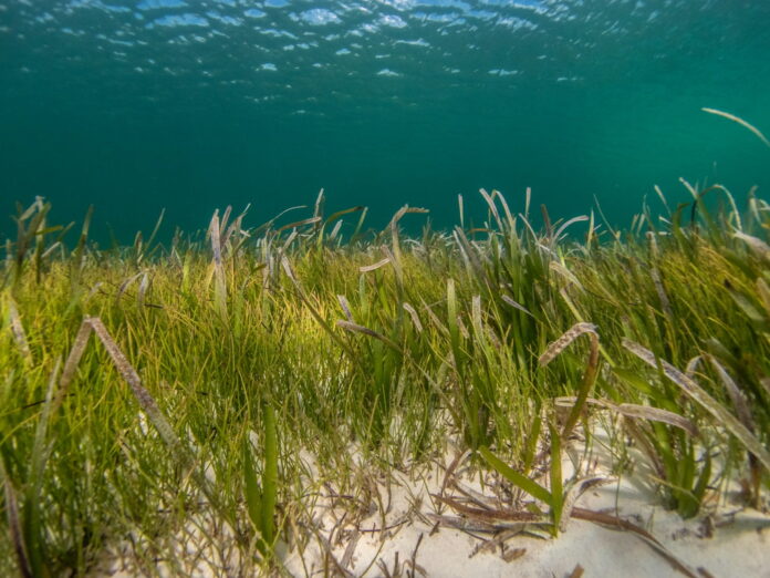 Seagrass