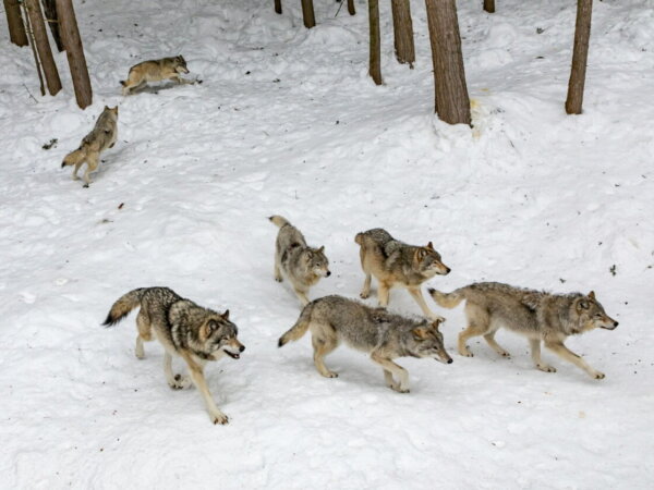wolf