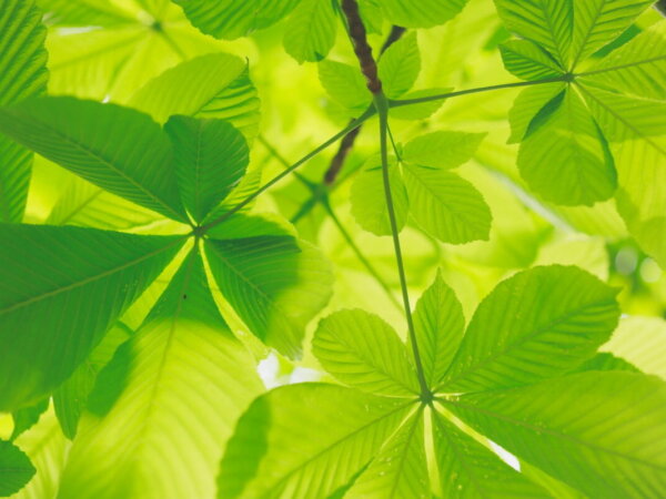 ecology