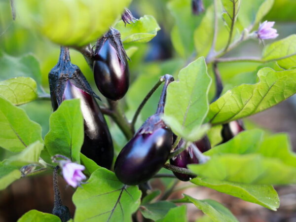 Eggplant