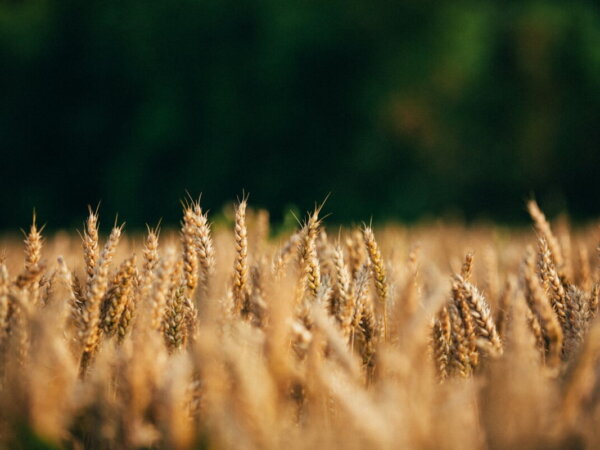 farming
