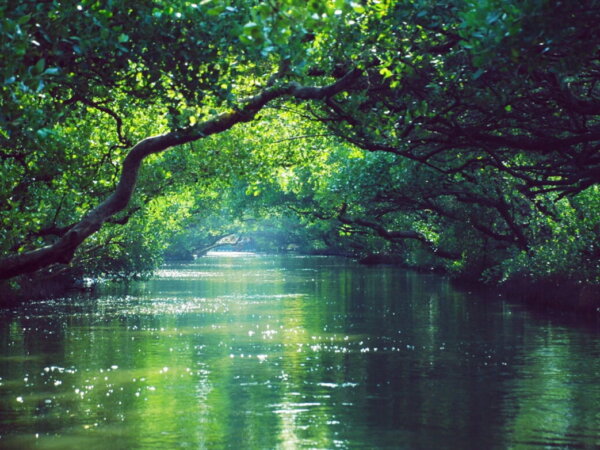 Wald
