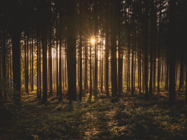 forest