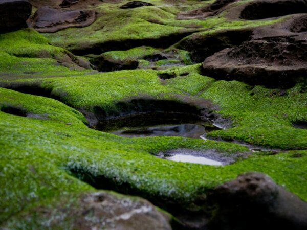Algae