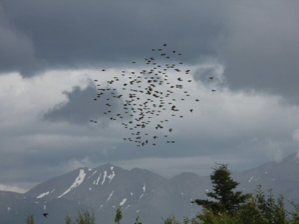 Migración de las aves