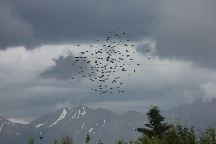 Migración de las aves