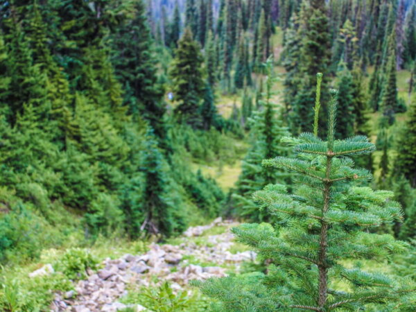 ecosystem