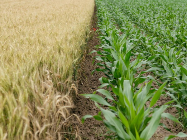 farming
