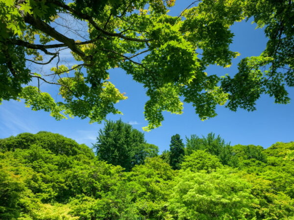 forest